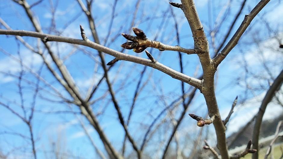 Cherry Blossom branches
