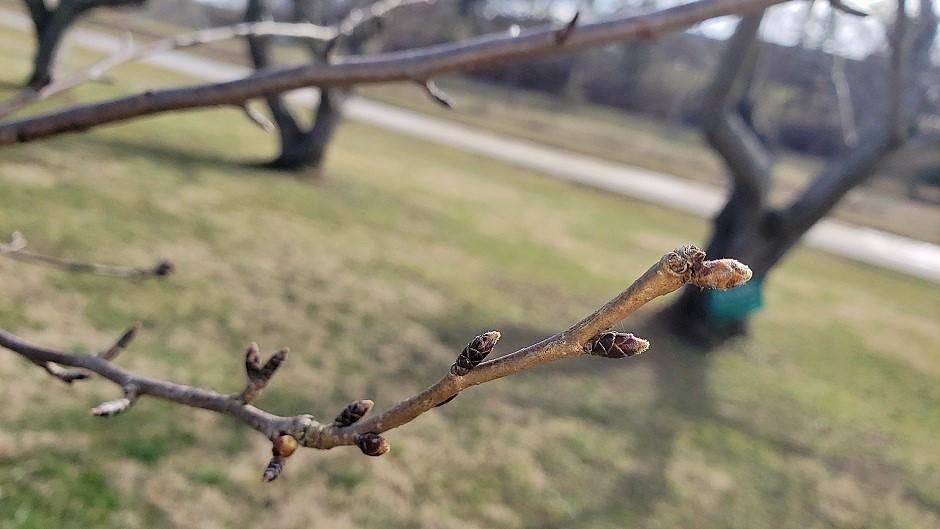 Cherry Blossom branches