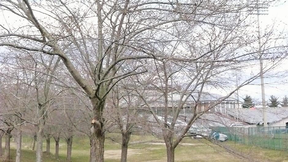 Cherry Blossom Trees
