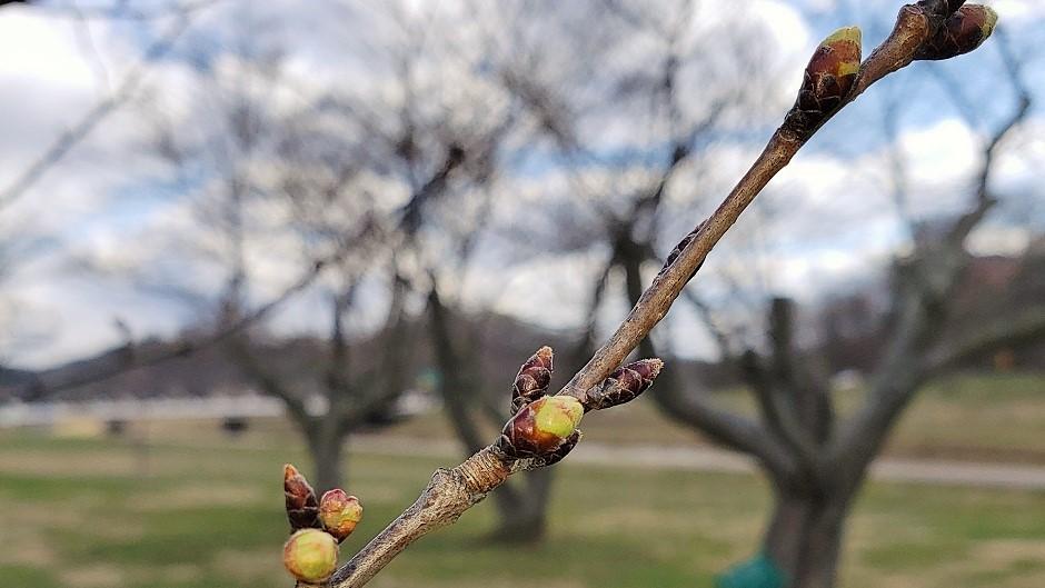 Cherry Blossom branch