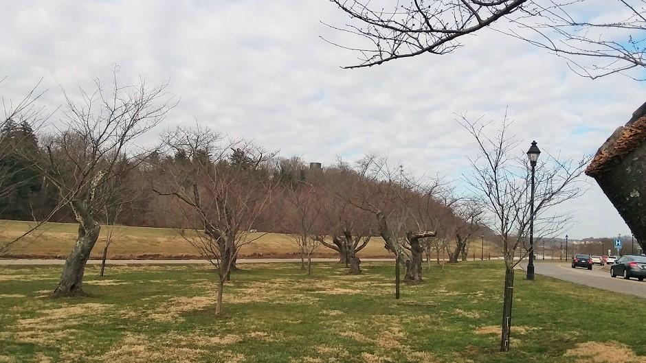 Cherry Blossom Trees