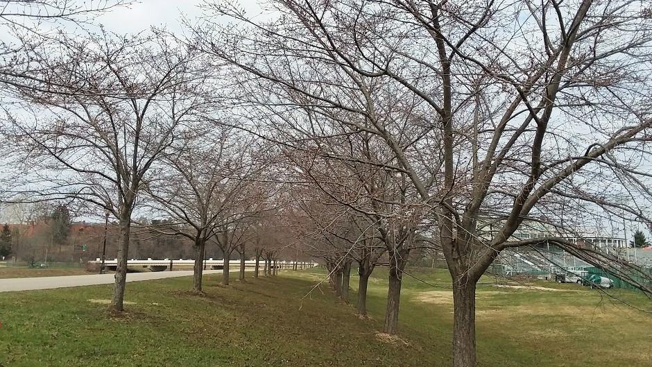 Cherry Blossom Trees