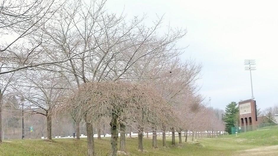 Cherry Blossom Trees