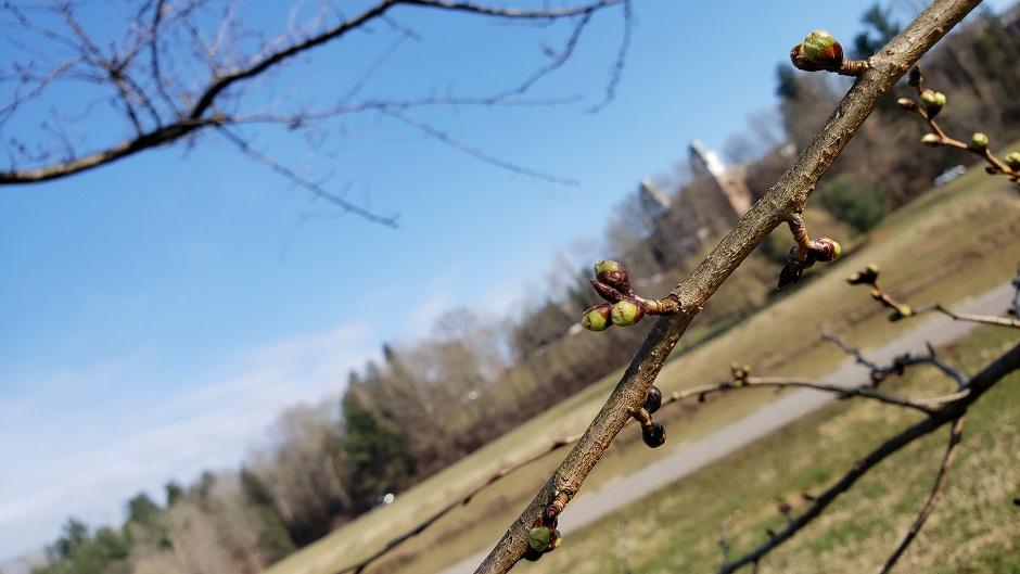 Cherry Blossom branch