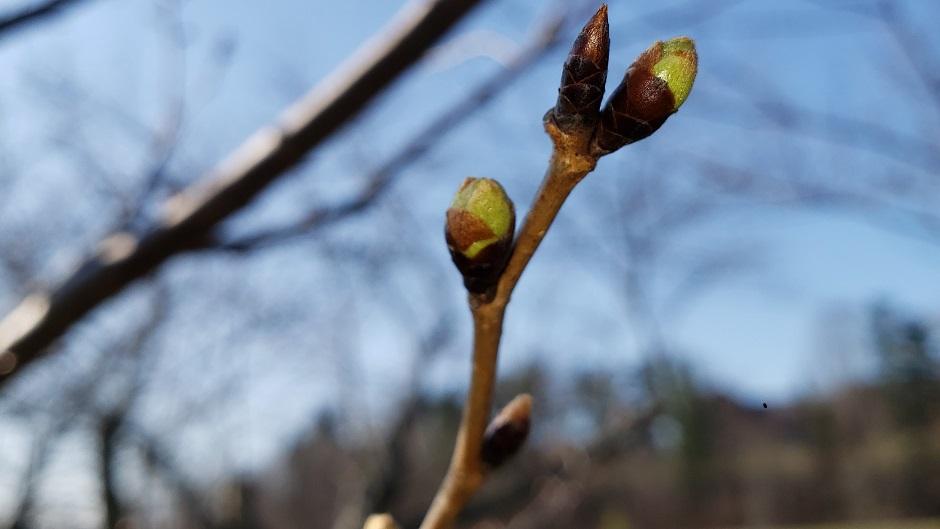 Cherry Blossom branch