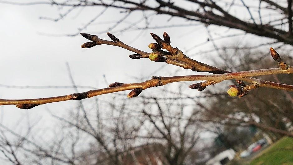 Cherry Blossom branch