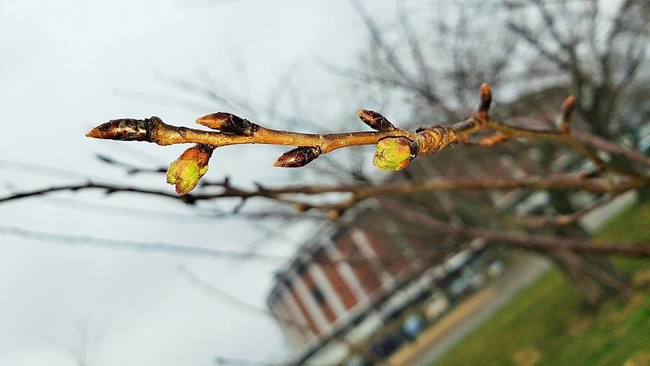 Cherry Blossom branch