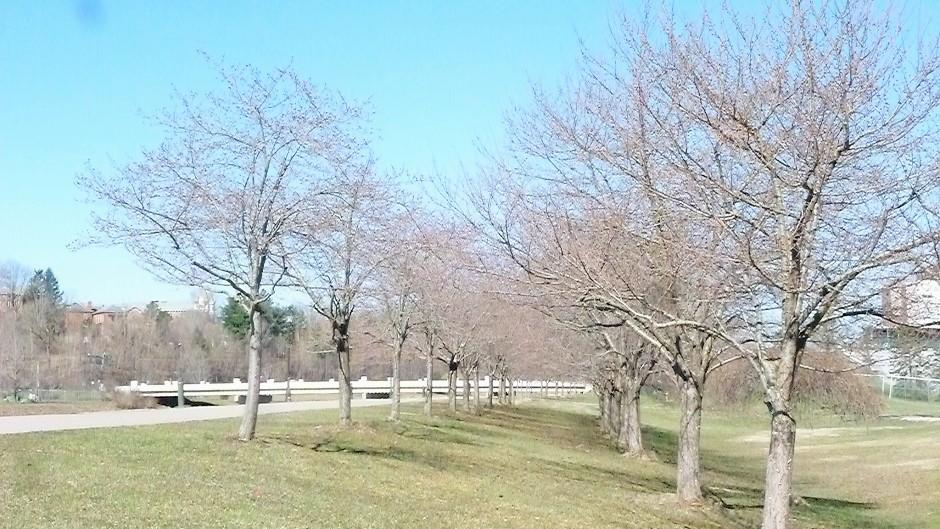 Cherry Blossom Trees