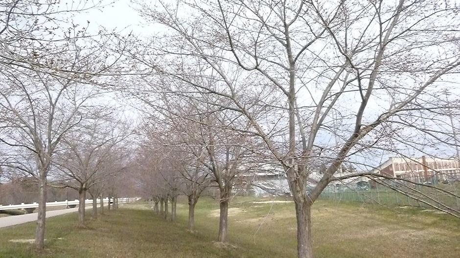 Cherry Blossom Trees