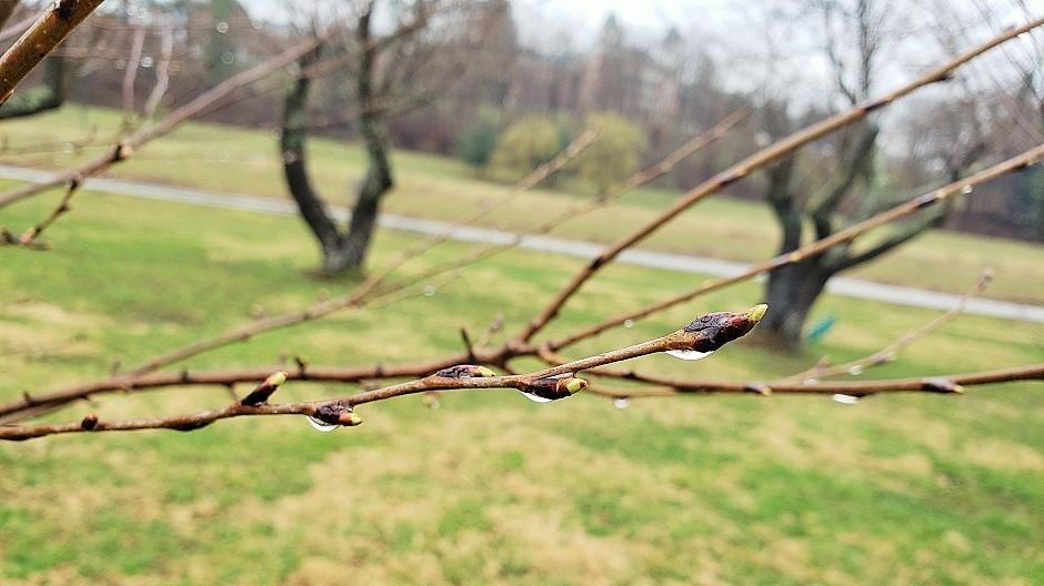 Cherry Blossom branch