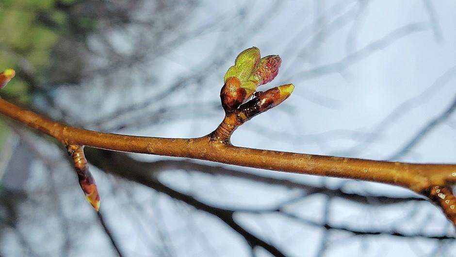 Cherry Blossom branch