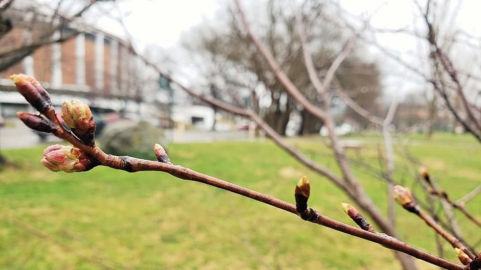 Cherry Blossom branch