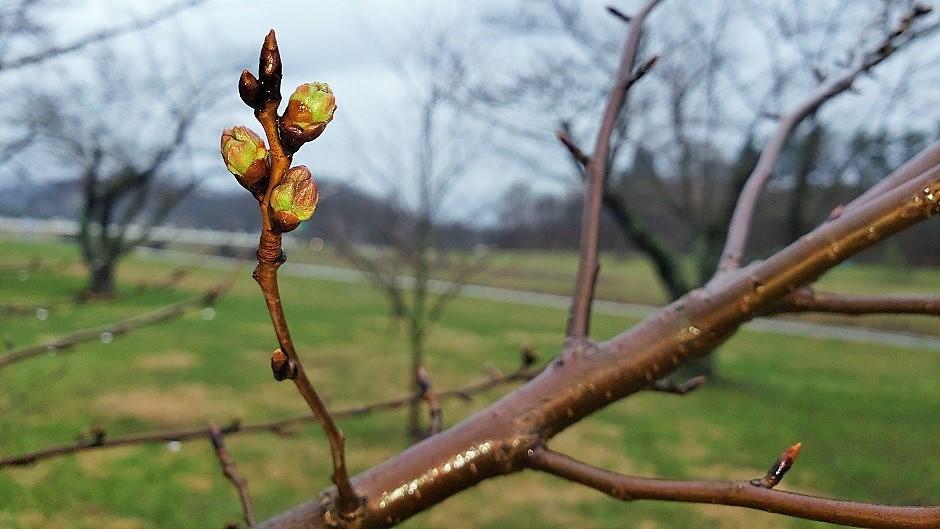 Cherry Blossom branch