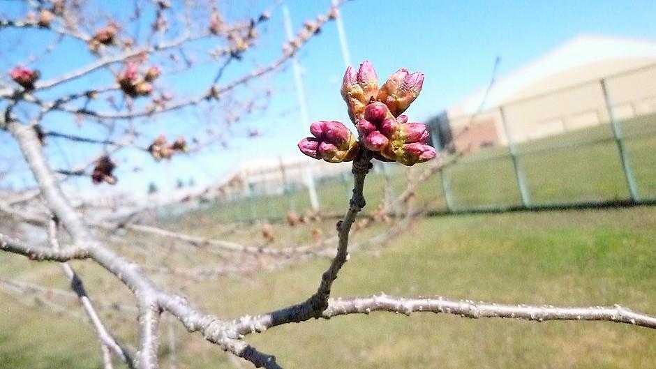 Cherry Blossom branch