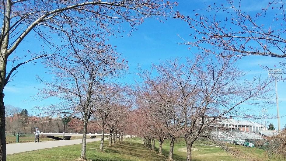 Cherry Blossom Trees