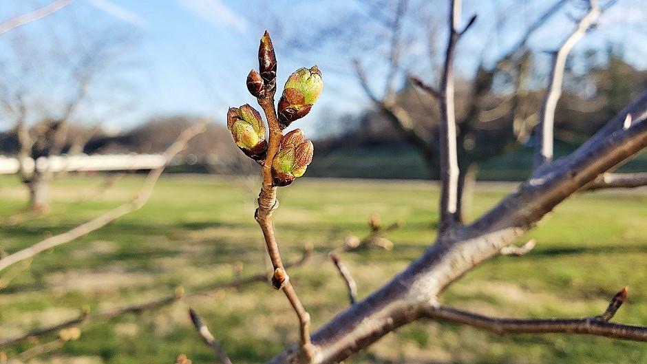 Cherry Blossom branch