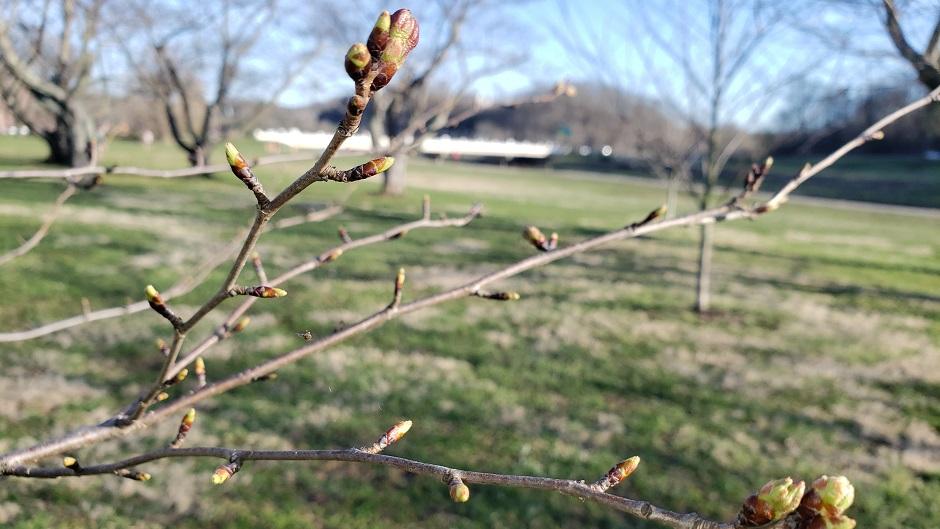 Cherry Blossom branch
