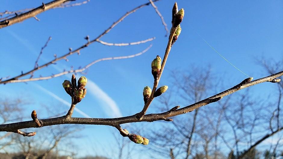 Cherry Blossom branch