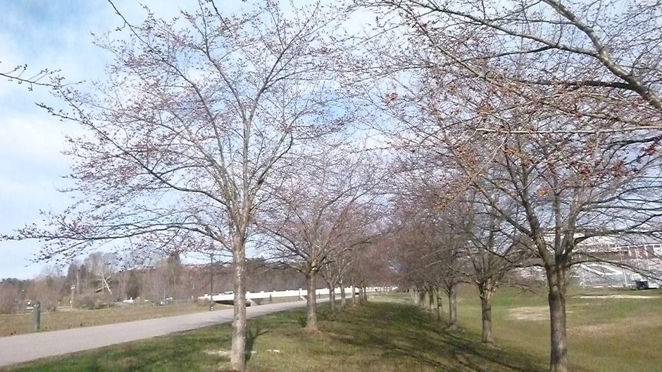 Cherry Blossom Trees