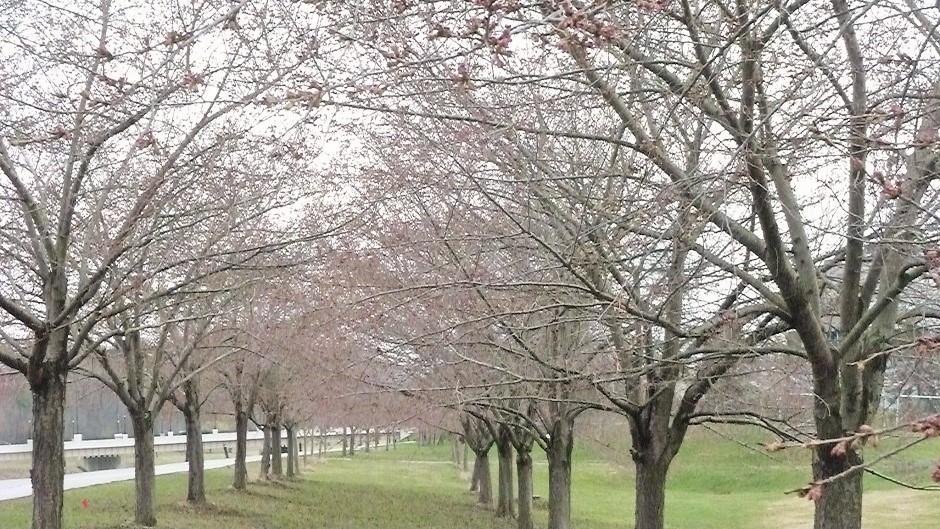 Cherry Blossom Trees