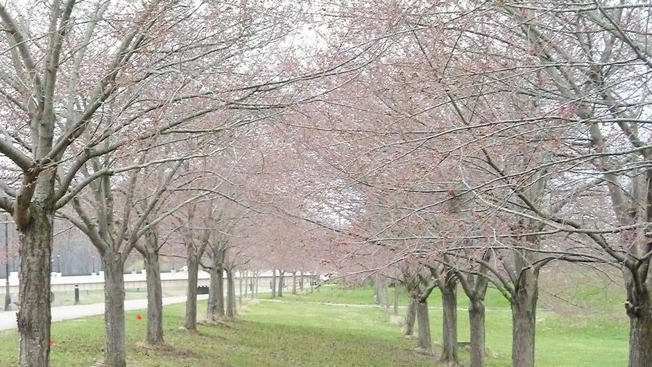 Cherry Blossom Trees