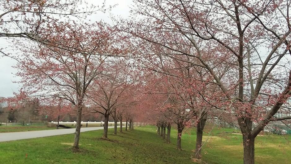 Cherry Blossom Trees