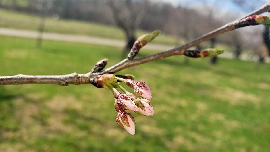 Cherry Blossom branch
