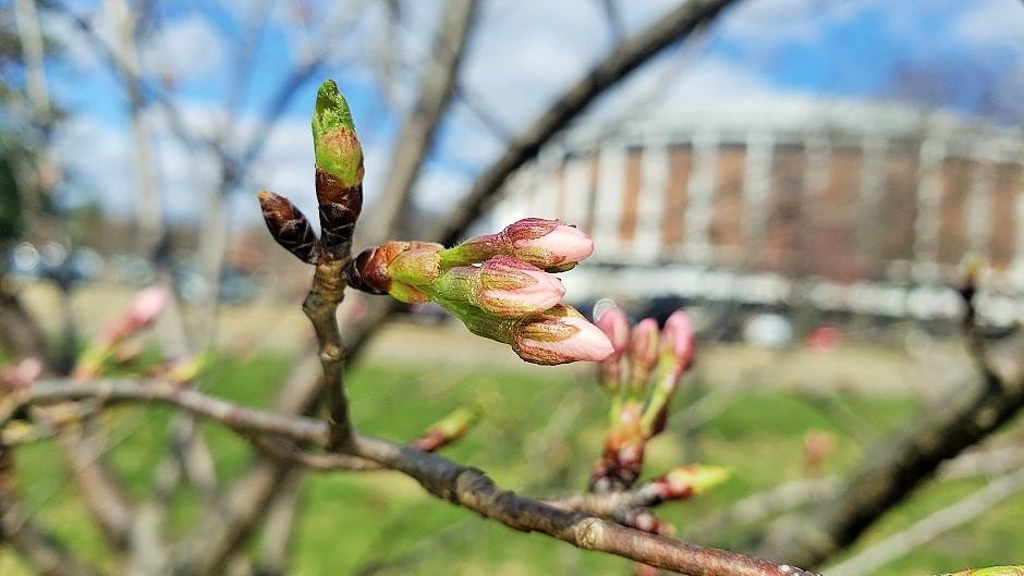 Cherry Blossom branch