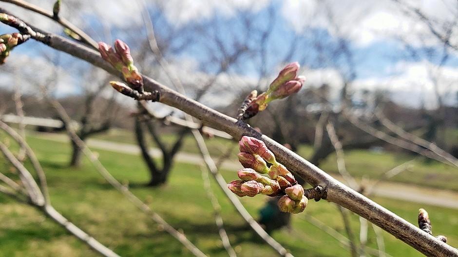 Cherry Blossom branch