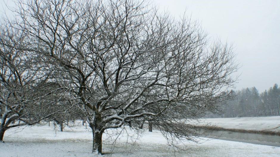 Snow covered Cherry Blossom tree