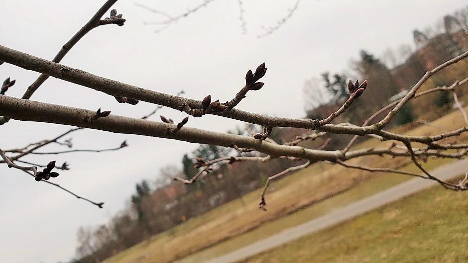Cherry Blossom branch