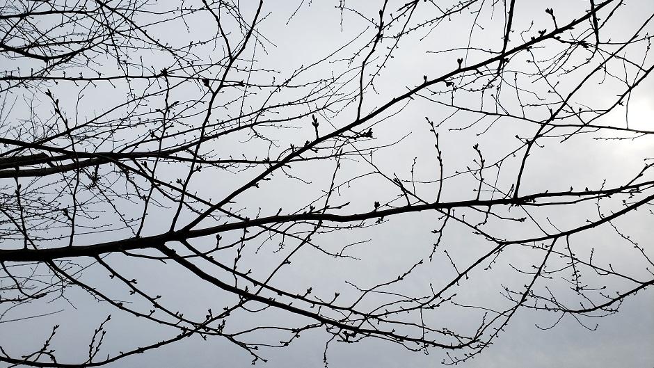 Cherry Blossom branches