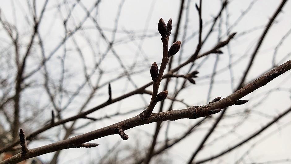 Cherry Blossom branch