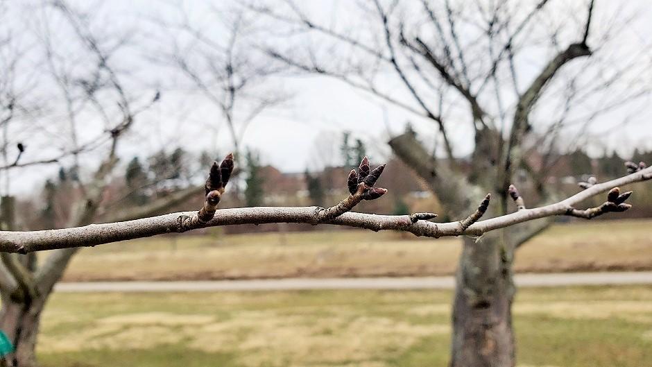 Cherry Blossom branch