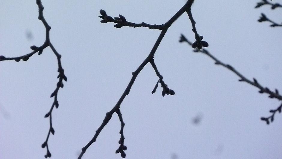 Cherry Blossom branches