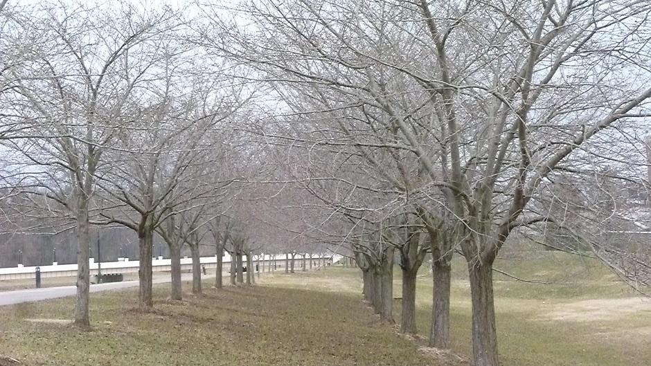 Cherry Blossom Trees