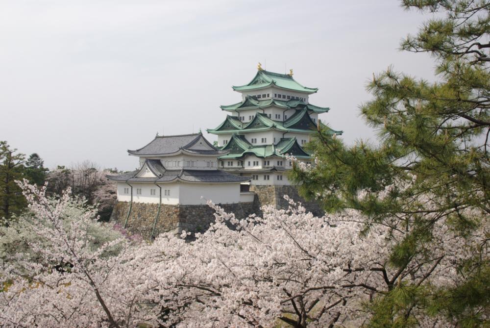 Cherry Blossoms in front of a building in Nagoya, Japan