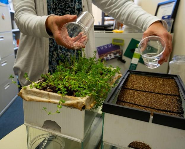 model green roof