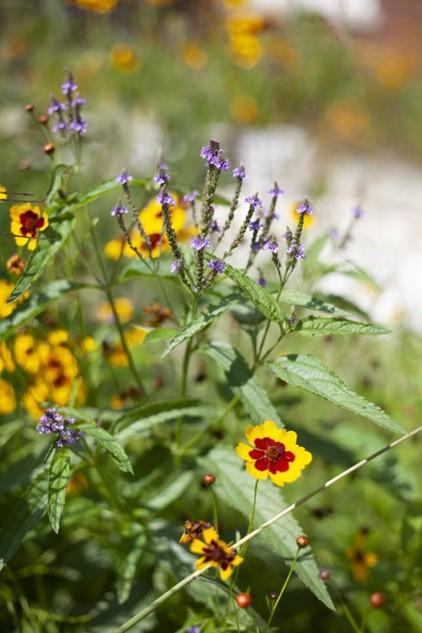 Flowers on Green Roof