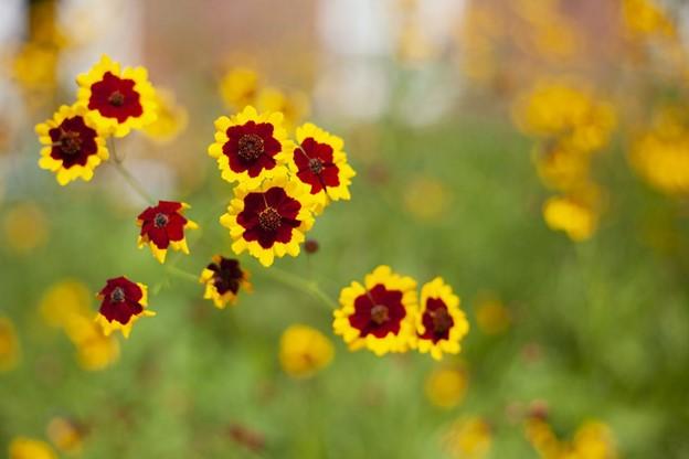 Flowers on Green Roof