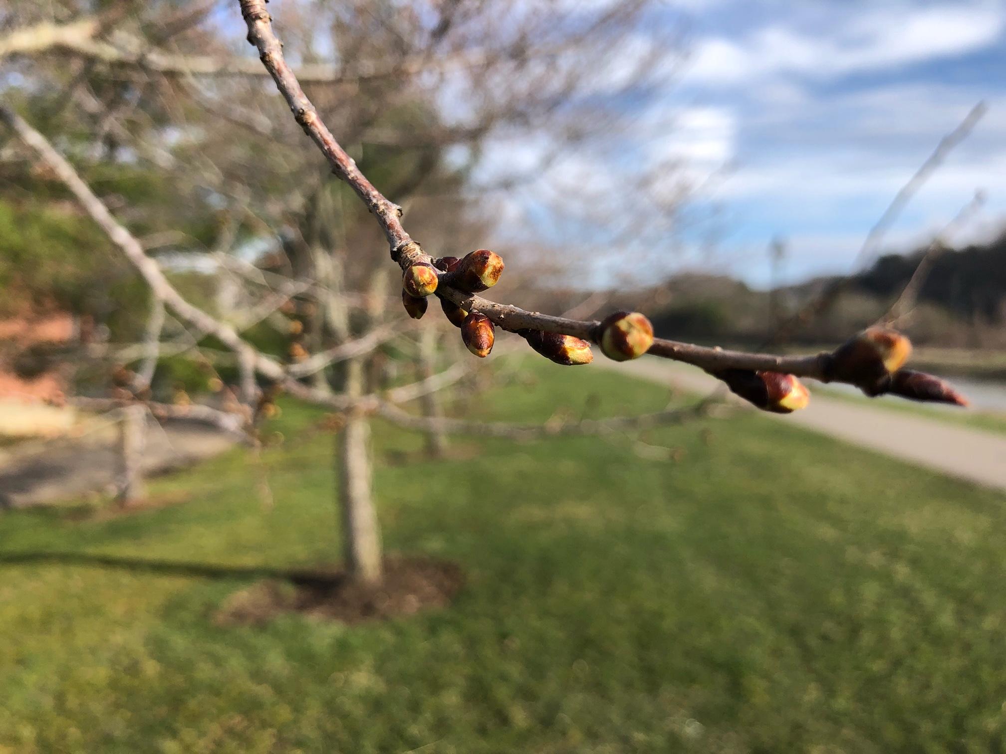 Cherry trees blong bike path with up close green buds growing on a branch
