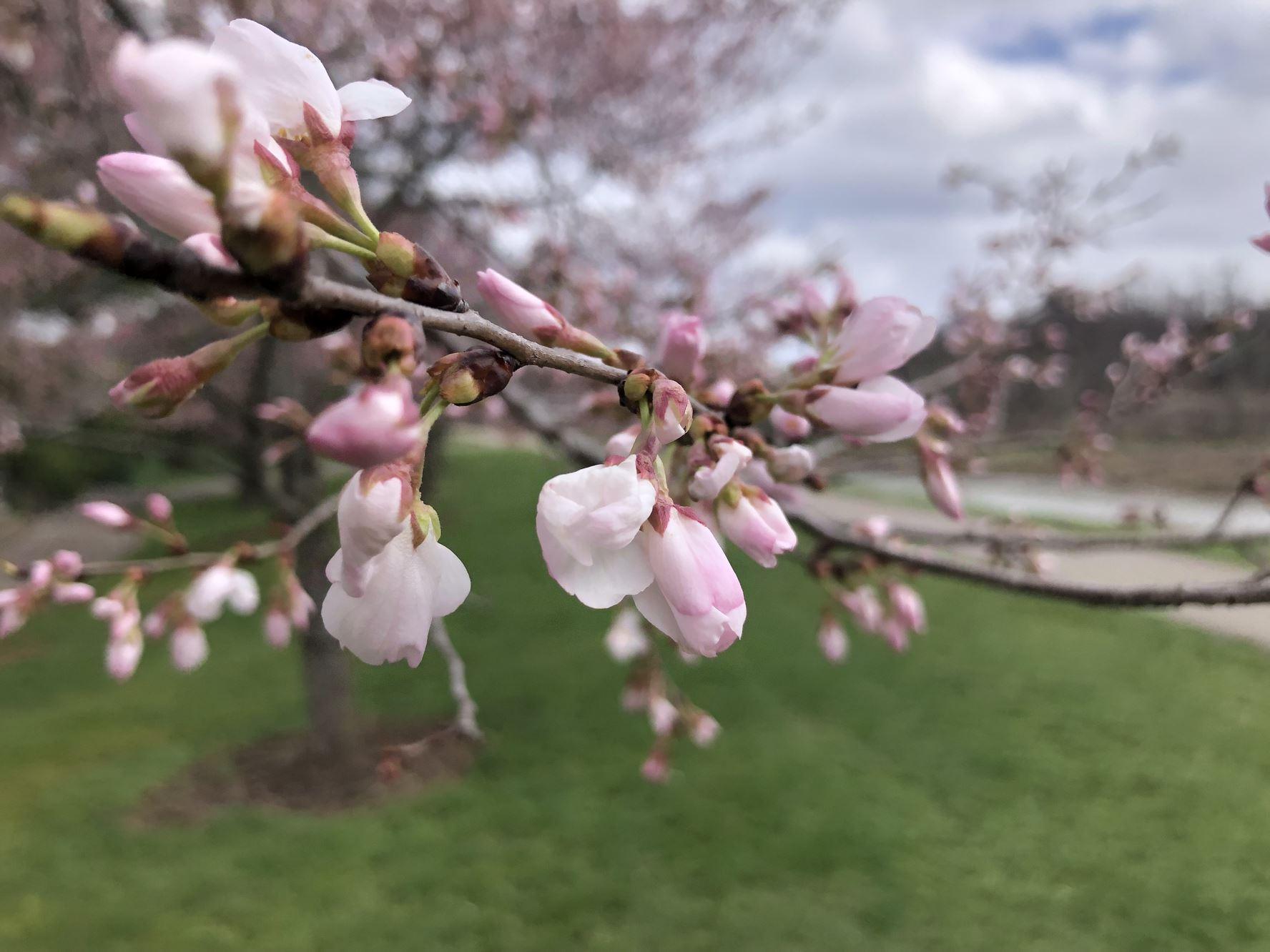 Cherry trees starting to bloom along the bike path