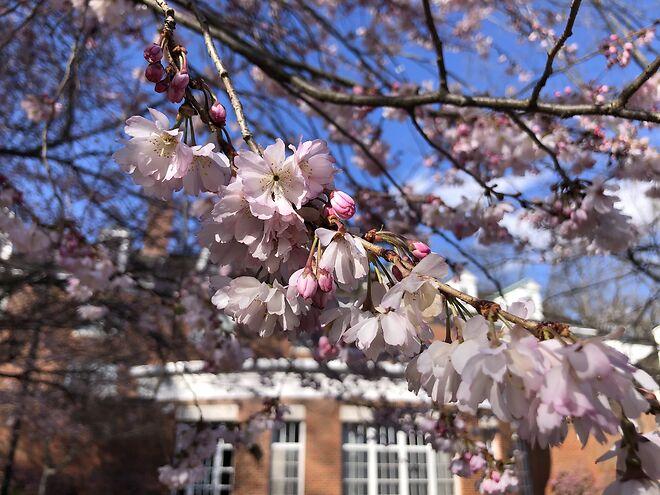 Up close cherry tree blooms on East Green