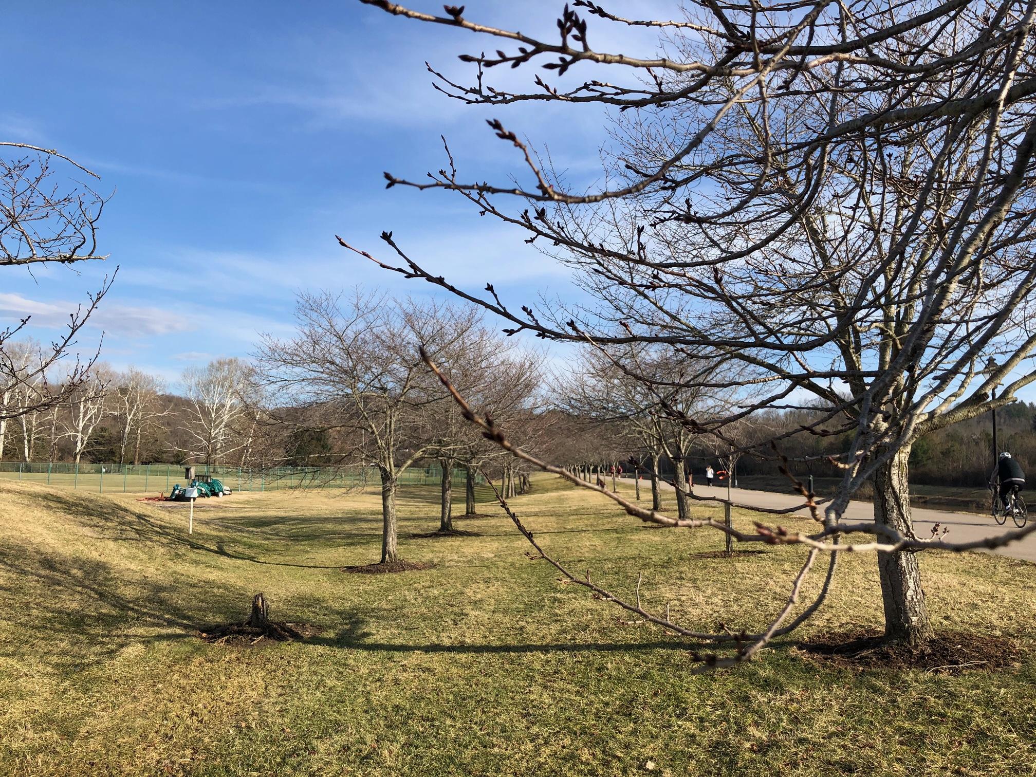 Bare cherry trees with buds starting to form along bike path
