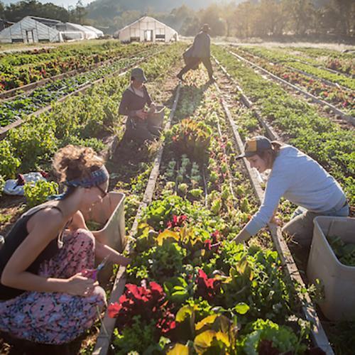 People work in Ohio University's community garden