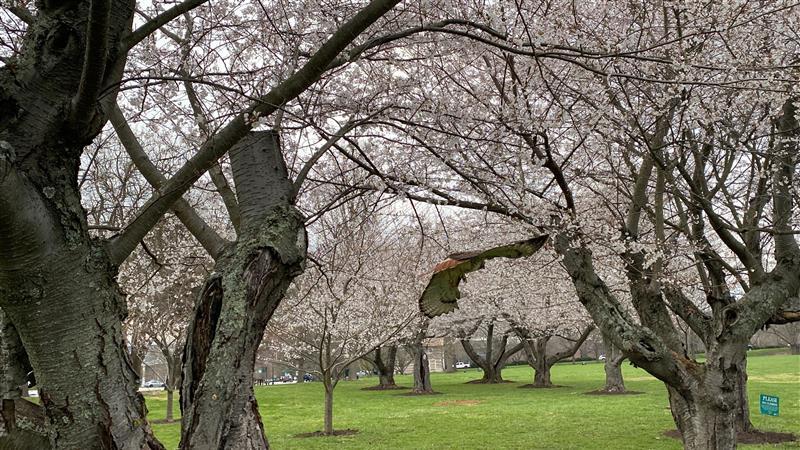 Cherry tree blossoms along the bike path with a hawk flying through the picture