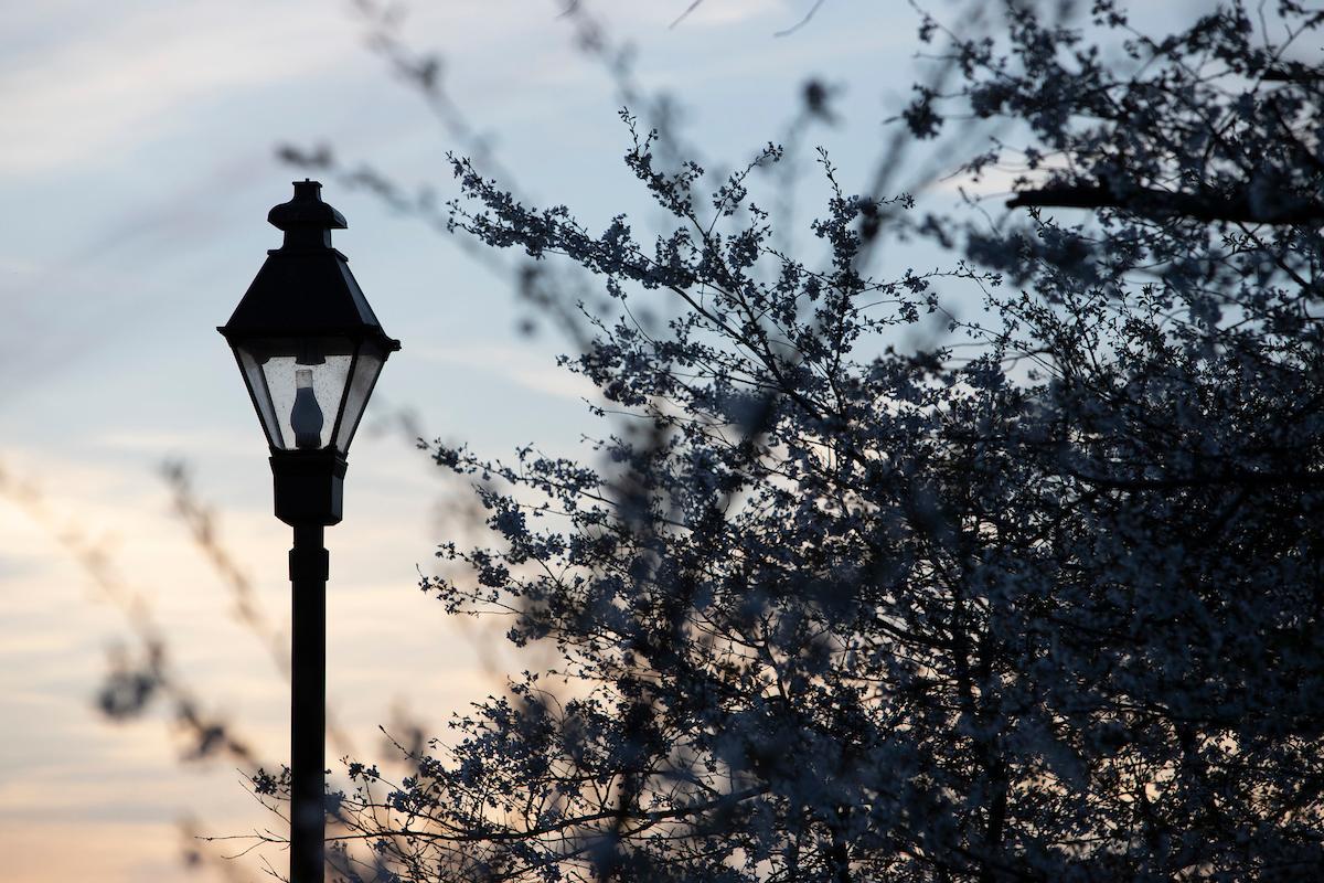 Street lamp by cherry blossom tree