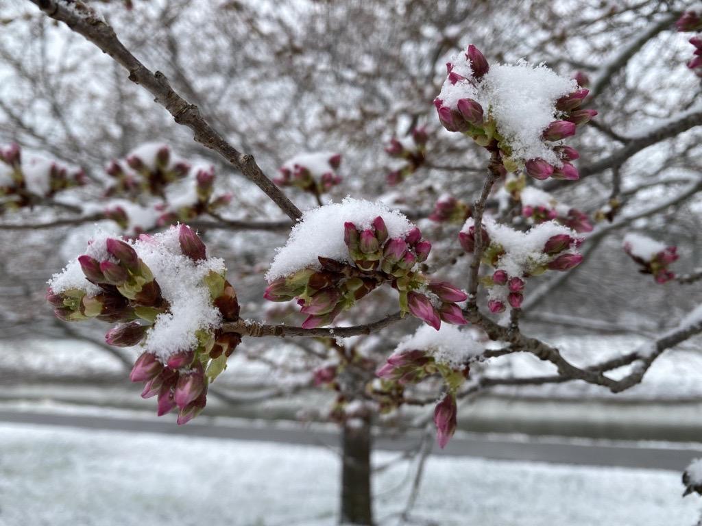20230312 cherry blossoms buds in snow