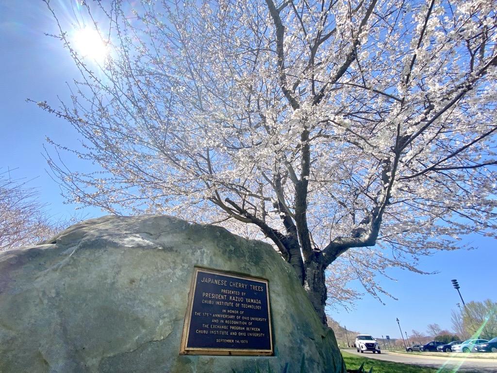 20230326 Cherry Trees with Chubu plaque