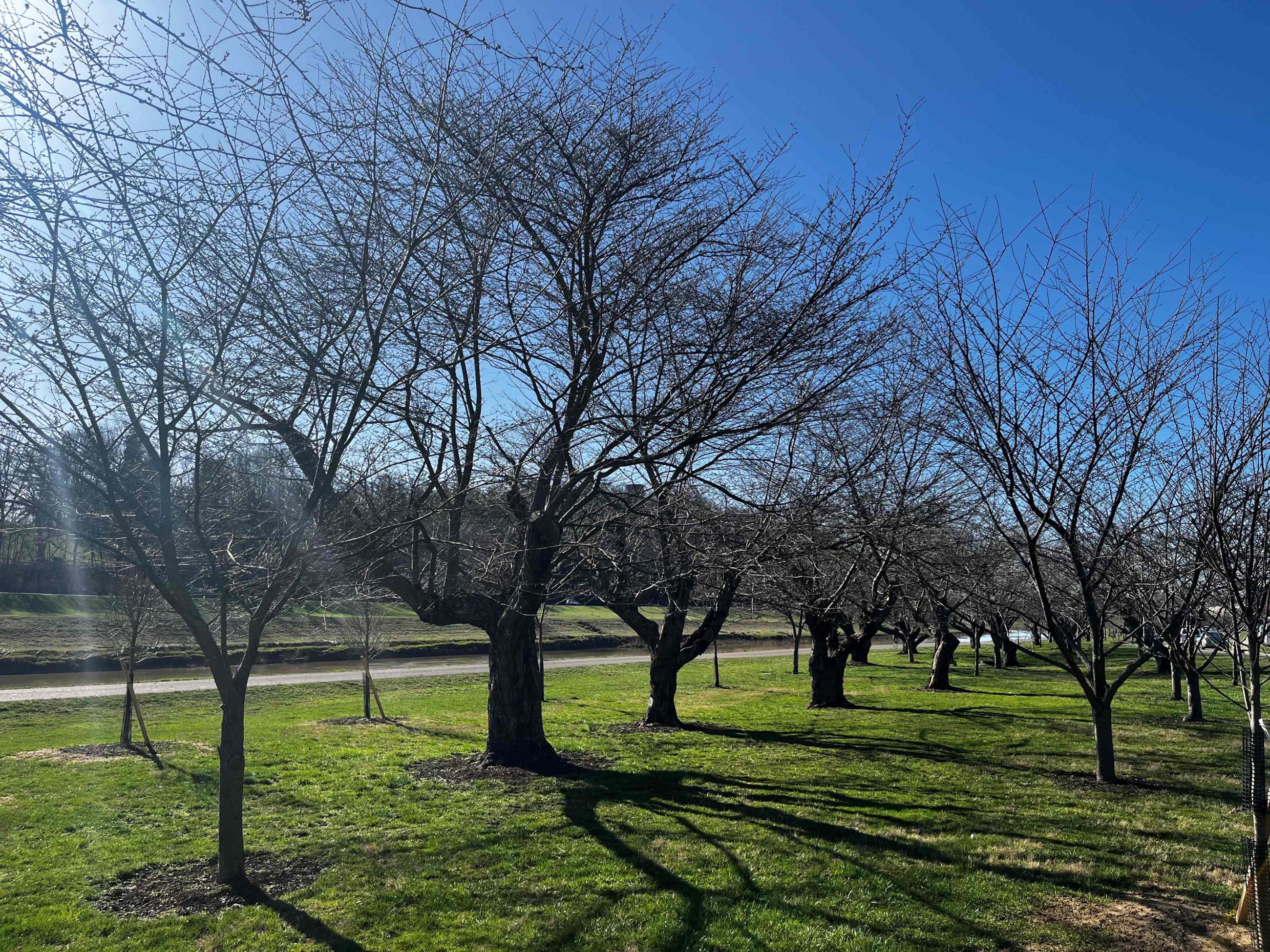 20240311 Cherry Trees